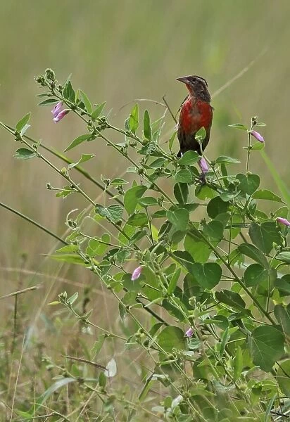 Red-breasted Blackbird (Sturnella militaris) immature male, perched on stem, Juan Hombron, Panama, October