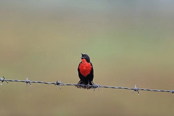 Red-breasted Blackbird (Sturnella militaris) adult male, singing, perched on barbed wire fence during rainfall