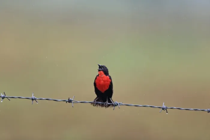 Framed Print : Red-breasted Blackbird (Sturnella militaris) adult male, singing, perched on barbed wire fence during rainfall