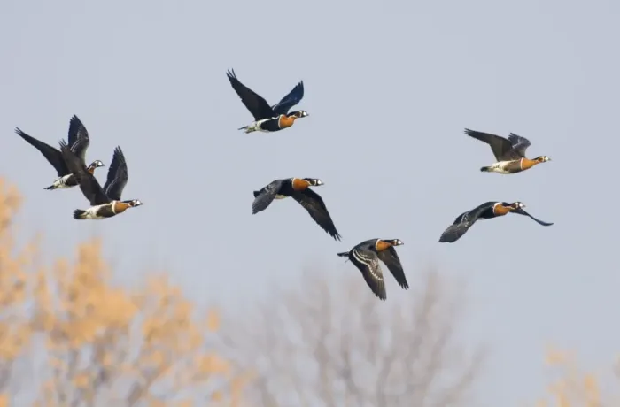 Framed Print : Red-breasted Goose (Branta ruficollis) adults, flock in flight, Durankulak, Dobrich Province, Bulgaria, february Framed Print : Red-breasted Goose (Branta ruficollis) adults, flock in flight, Durankulak, Dobrich Province, Bulgaria, february