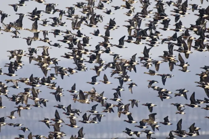Framed Print : Red-breasted Goose (Branta ruficollis) and Eurasian White-fronted Goose (Anser albifrons albifrons) adults, mixed flock in flight, Durankulak, Dobrich Province, Bulgaria, february