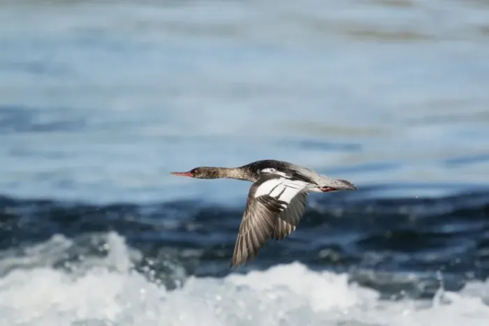 Framed Print : Red-breasted Merganser (Mergus serrator) adult female, in flight over water, Iceland, June Framed Print : Red-breasted Merganser (Mergus serrator) adult female, in flight over water, Iceland, June