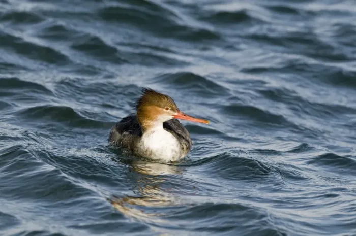 Framed Print : Red-breasted Merganser (Mergus serrator) adult female, swimming in harbour, Hokkaido, Japan, winter Framed Print : Red-breasted Merganser (Mergus serrator) adult female, swimming in harbour, Hokkaido, Japan, winter