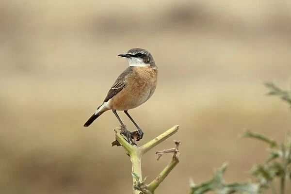 Red-breasted Wheatear (Oenanthe bottae) adult, perched on stem, Bale Mountains, Oromia, Ethiopia