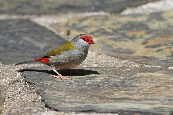 Red-browed Finch (Neochmia temporalis) adult, foraging on ground, Atherton Tableland, Great Dividing Range, Queensland