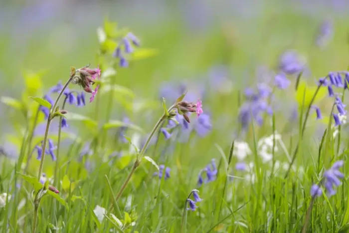 Framed Print : Red Campion (Silene dioica) and Bluebell (Endymion non-scriptus), flowering, growing in grassland, Blithfield Framed Print : Red Campion (Silene dioica) and Bluebell (Endymion non-scriptus), flowering, growing in grassland, Blithfield