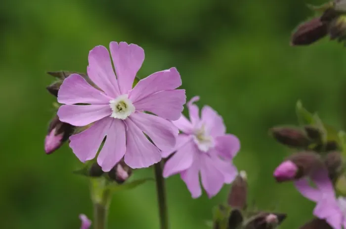 Framed Print : Red Campion (Silene dioica) close-up of flowers, Rye Meads RSPB Reserve, Hertfordshire, England, May