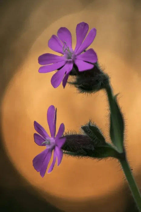 Framed Print : Red Campion (Silene dioica) close-up of flowers, at sunset, Kent, England, June Framed Print : Red Campion (Silene dioica) close-up of flowers, at sunset, Kent, England, June