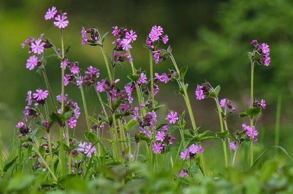 Red Campion (Silene dioica) flowering, clump growing on riverbank, River Ure, Leyburn, Wensleydale