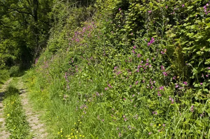 Framed Print : Red campions and other plants in flower beside a Devon cliff path in early summer