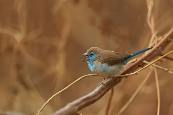 Framed Print : Red-cheeked Cordon-bleu (Uraeginthus bengalus) adult female, calling, perched on stem, Gambia, January Framed Print : Red-cheeked Cordon-bleu (Uraeginthus bengalus) adult female, calling, perched on stem, Gambia, January