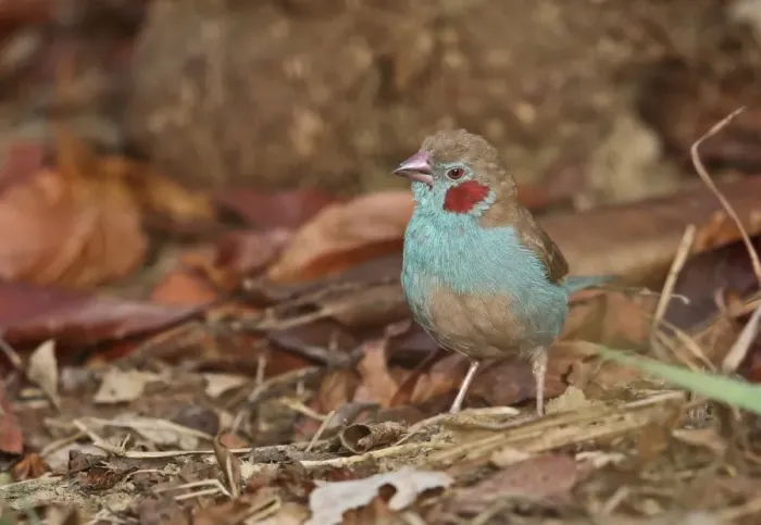Framed Print : Red-cheeked Cordon-bleu (Uraeginthus bengalus bengalus) adult male, standing on ground, Mole N. P. Ghana, February