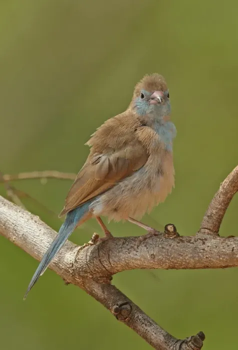 Framed Print : Red-cheeked Cordon-bleu (Uraeginthus bengalus bengalus) immature, perched on branch, Mole N. P. Ghana, February