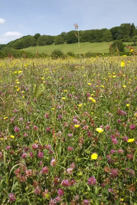 Framed Print : Red Clover (Trifolium pratense) and buttercups, flowering in hay meadow habitat on organic farm, Powys, Wales, june Framed Print : Red Clover (Trifolium pratense) and buttercups, flowering in hay meadow habitat on organic farm, Powys, Wales, june
