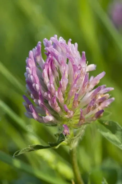 Framed Print : Red Clover (Trifolium pratense) close-up of flowerhead, covered with dew, Crossness Nature Reserve, Bexley, Kent, England, may Framed Print : Red Clover (Trifolium pratense) close-up of flowerhead, covered with dew, Crossness Nature Reserve, Bexley, Kent, England, may