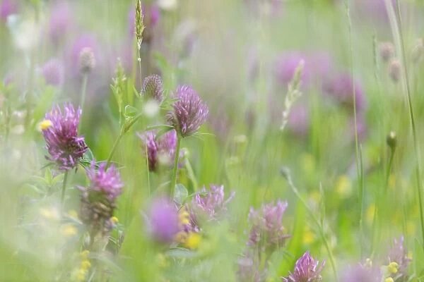 Red Clover (Trifolium pratense) flowering, growing in wildflower meadow, Blithfield, Staffordshire, England, May