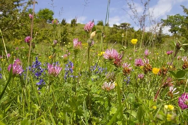 Red Clover (Trifolium pratense) flowering, growing with other wildflowers in grazing meadow