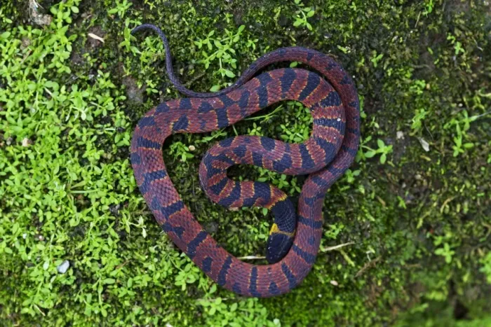 Framed Print : Red Coffee Snake (Ninia sebae) adult male, in cloudforest, Cusuco N. P. Sierra del Merendon, Honduras, July Framed Print : Red Coffee Snake (Ninia sebae) adult male, in cloudforest, Cusuco N. P. Sierra del Merendon, Honduras, July