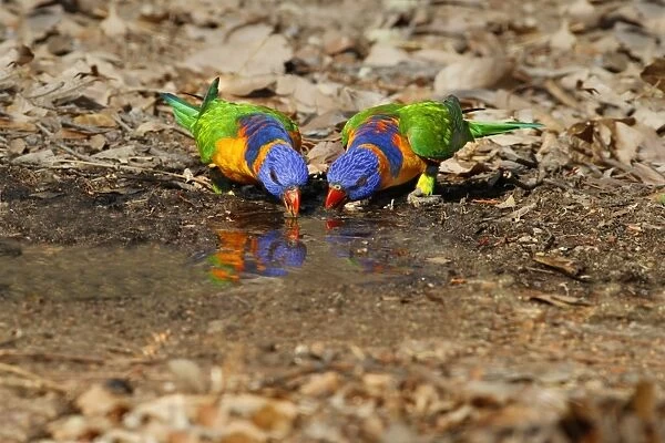 Red-collared Lorikeet (Trichoglossus rubritorquis) two adults, drinking from puddle, Northern Territory, Australia