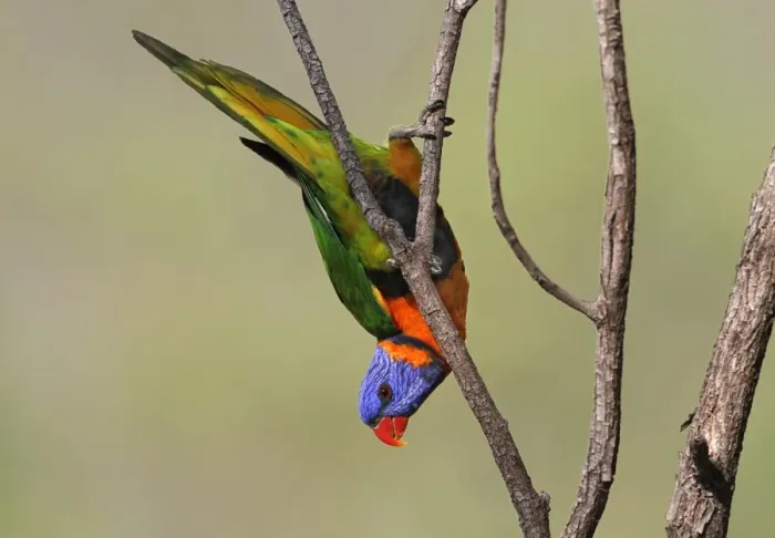 Framed Print : Red-collared Lorikeet (Trichoglossus rubritorquis) adult, hanging from twig, Northern Territory, Australia Framed Print : Red-collared Lorikeet (Trichoglossus rubritorquis) adult, hanging from twig, Northern Territory, Australia