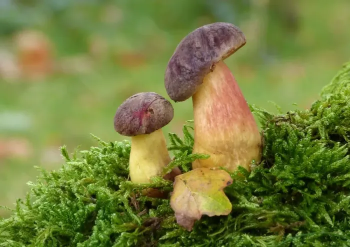 Framed Print : Red-cracked Bolete (Boletus chrysenteron) fruiting bodies, early stage, growing amongst moss under oak trees Framed Print : Red-cracked Bolete (Boletus chrysenteron) fruiting bodies, early stage, growing amongst moss under oak trees
