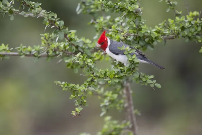 Framed Print : Red-crested Cardinal (Paroaria coronata) adult, perched on twig, Pantanal, Mato Grosso, Brazil