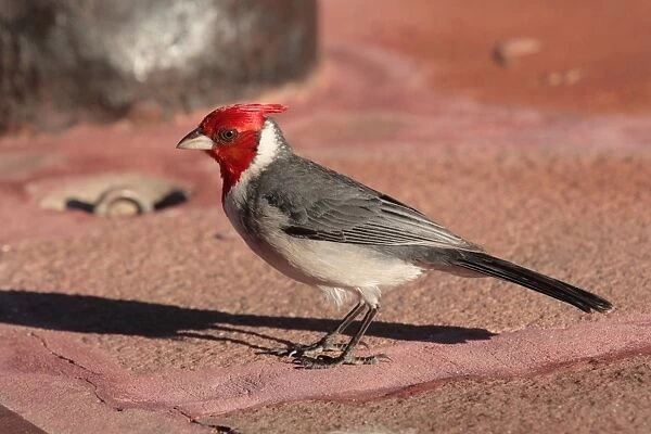 Red-crested Cardinal (Paroaria coronata) adult, standing on concrete, Argentina, november