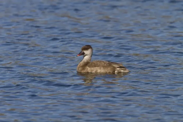 Framed Print : Red crested Pochard, female at Lackford Lakes - Suffolk