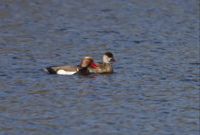 Framed Print : Red crested Pochard, male and female at Lackford Lakes - Suffolk