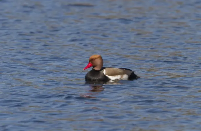 Framed Print : Red crested Pochard male at Lackford Lakes - Suffolk Framed Print : Red crested Pochard male at Lackford Lakes - Suffolk