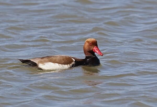 Red-crested Pochard (Netta rufina) adult male, swimming on lake, Coto Donana, Andalucia, Spain, May