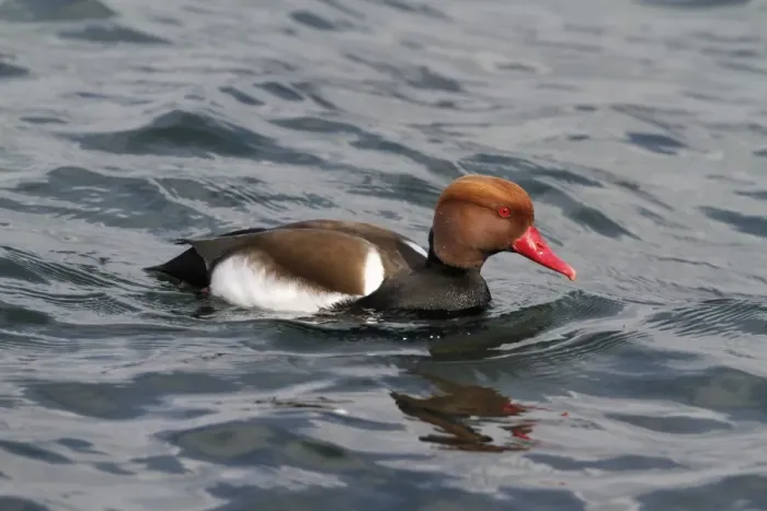 Framed Print : Red-crested Pochard (Netta rufina) adult male, swimming on lake, Switzerland, April