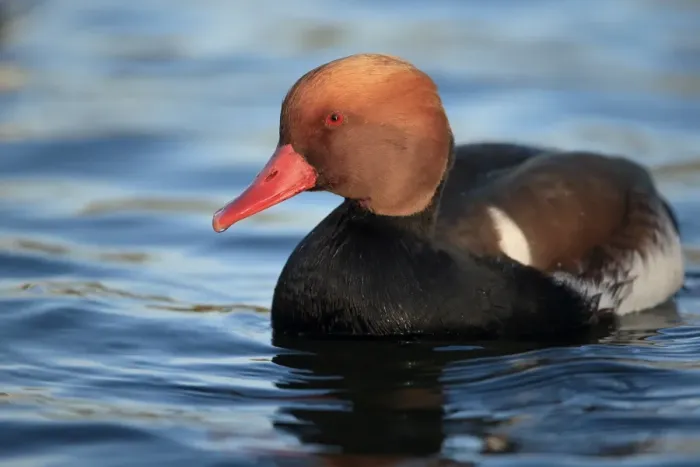 Framed Print : Red-crested Pochard (Netta rufina) adult male, swimming, Norfolk, England, February Framed Print : Red-crested Pochard (Netta rufina) adult male, swimming, Norfolk, England, February