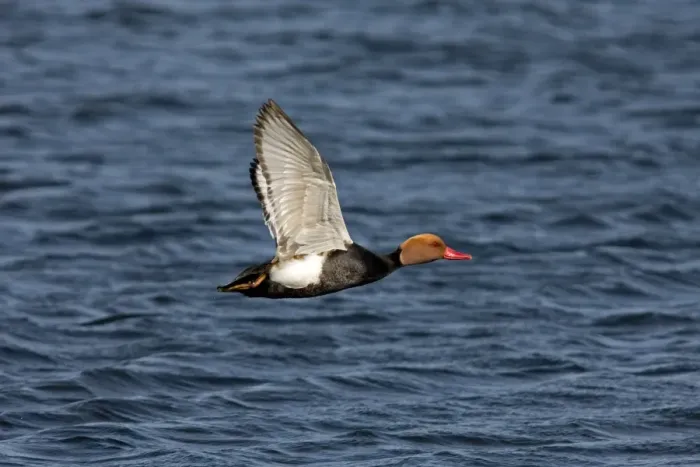 Framed Print : Red-crested Pochard (Netta rufina) adult male, in flight over water, Extremadura, Spain, may Framed Print : Red-crested Pochard (Netta rufina) adult male, in flight over water, Extremadura, Spain, may