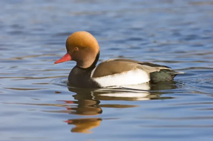 Framed Print : Red-crested Pochard (Netta rufina) adult male, swimming, England, february Framed Print : Red-crested Pochard (Netta rufina) adult male, swimming, England, february