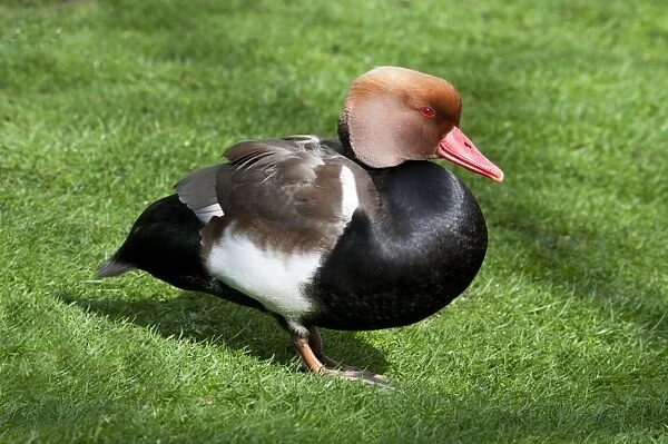 Red-crested Pochard (Netta rufina) adult male, breeding plumage, standing on grass in city parkland, Hyde Park, London