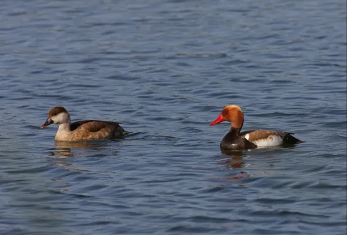 Framed Print : Red-crested Pochard (Netta rufina) adult pair, swimming on coastal lagoon, Algarve, Portugal, april Framed Print : Red-crested Pochard (Netta rufina) adult pair, swimming on coastal lagoon, Algarve, Portugal, april