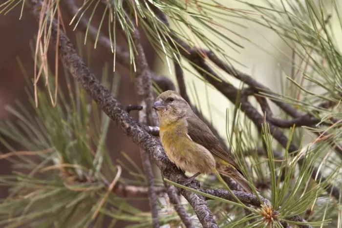 Framed Print : Red Crossbill female on pine tree - Utah America Framed Print : Red Crossbill female on pine tree - Utah America