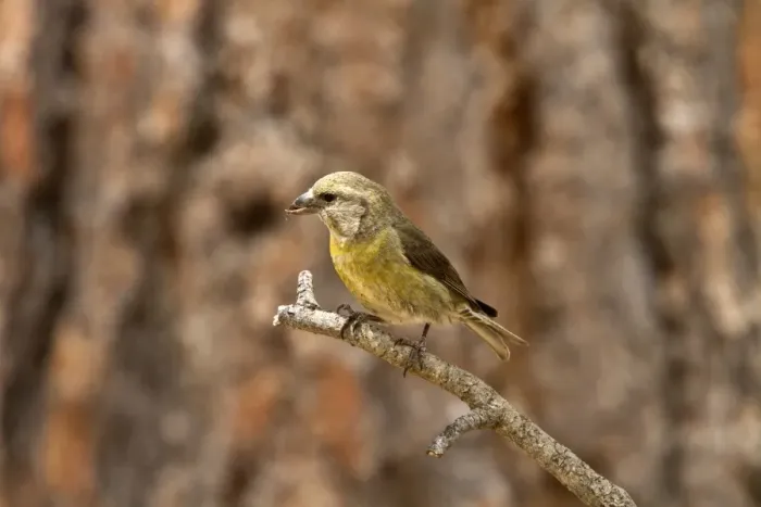 Framed Print : Red Crossbill female on pine tree - Utah America Framed Print : Red Crossbill female on pine tree - Utah America