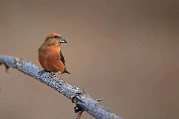 Red Crossbill (Loxia curvirostra) adult male, perched on twig, Norfolk, England, February