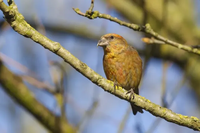 Framed Print : Red Crossbill (Loxia curvirostra) adult male, perched on twig, Norfolk, England, April Framed Print : Red Crossbill (Loxia curvirostra) adult male, perched on twig, Norfolk, England, April