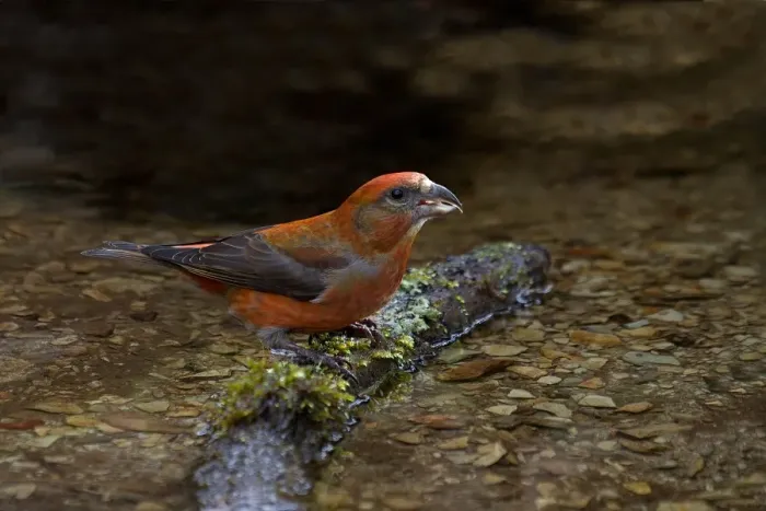 Framed Print : Red Crossbill (Loxia curvirostra) adult male, drinking at stream, Wales, march Framed Print : Red Crossbill (Loxia curvirostra) adult male, drinking at stream, Wales, march