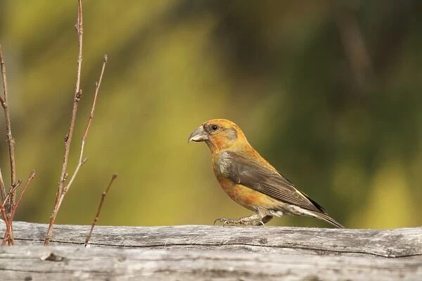 Red Crossbill (Loxia curvirostra) adult male, standing on log, Pinega Forest Reserve, Pinezhsky District