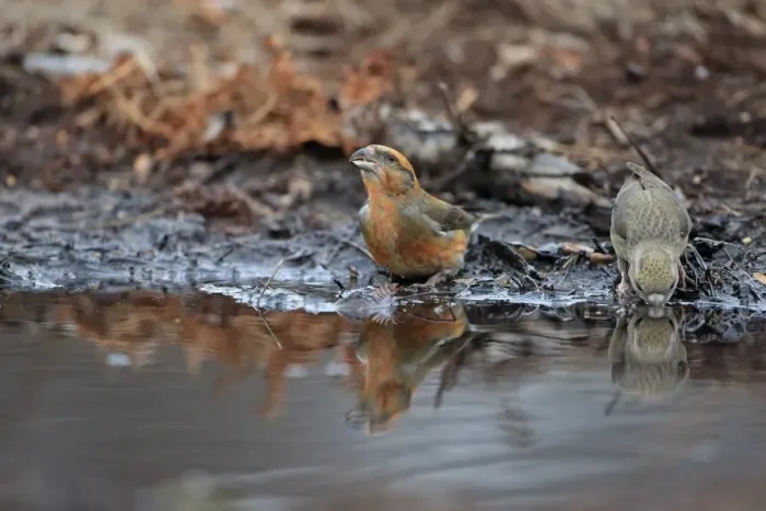 Framed Print : Red Crossbill (Loxia curvirostra) adult male and female, drinking at pool, Norfolk, England, February Framed Print : Red Crossbill (Loxia curvirostra) adult male and female, drinking at pool, Norfolk, England, February