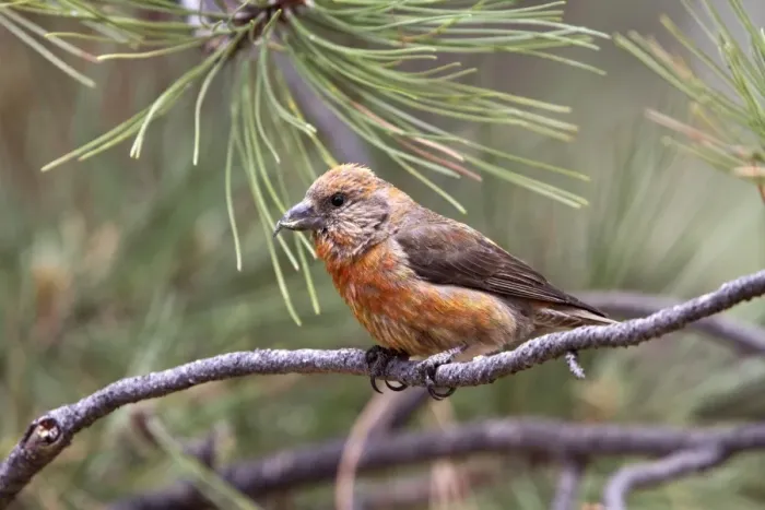 Framed Print : Red Crossbill male on pine tree - Utah America Framed Print : Red Crossbill male on pine tree - Utah America