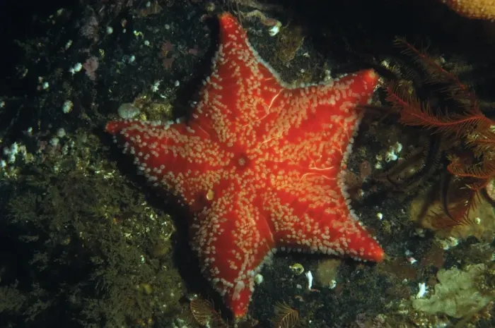 Framed Print : Red Cushion Star (Porania pulvillus) adult, in sea loch, Loch Carron, Ross and Cromarty, Highlands, Scotland, June