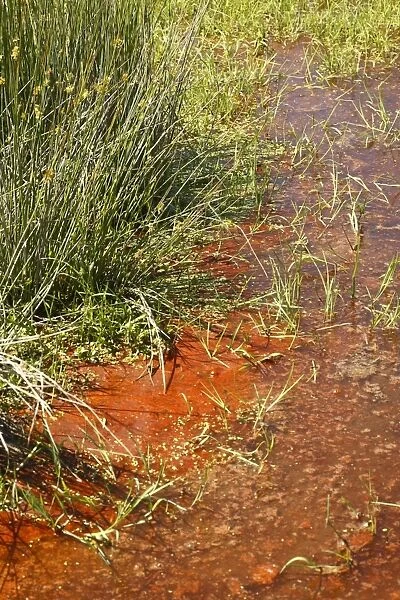 Red Cyanobacteria (Cyanobacteria sp. ) forming scum on pool in freshwater marsh, Ceredigion, Wales, june