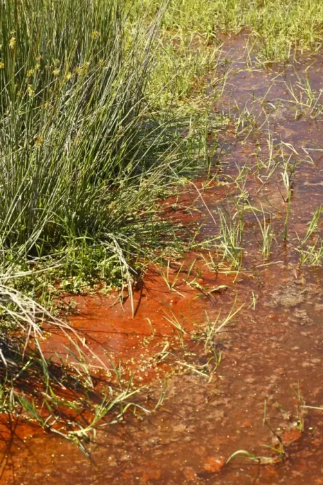 Framed Print : Red Cyanobacteria (Cyanobacteria sp. ) forming scum on pool in freshwater marsh, Ceredigion, Wales, june Framed Print : Red Cyanobacteria (Cyanobacteria sp. ) forming scum on pool in freshwater marsh, Ceredigion, Wales, june