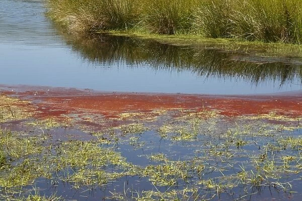 Red Cyanobacteria (Cyanobacteria sp. ) forming scum on pool in freshwater marsh, Ceredigion, Wales, june