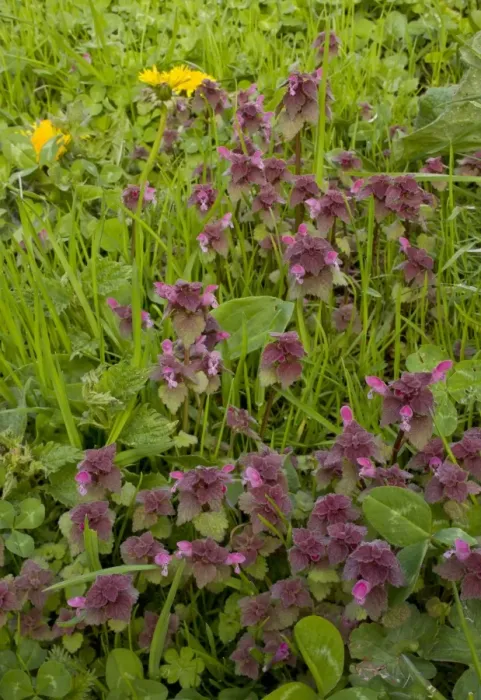 Framed Print : Red Dead-nettle (Lamium purpureum) flowering, Bulgaria, may Framed Print : Red Dead-nettle (Lamium purpureum) flowering, Bulgaria, may